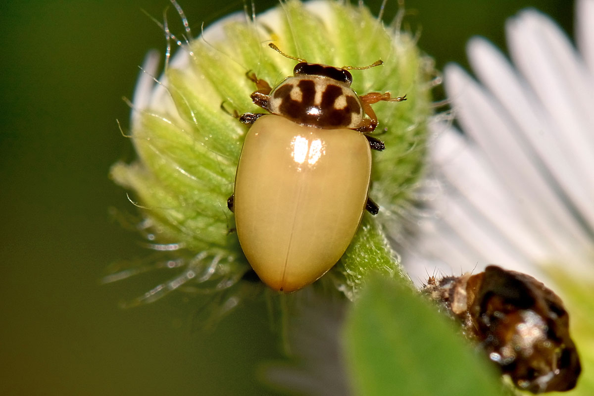 Metamorfosi di Hippodamia variegata, Coccinellidae